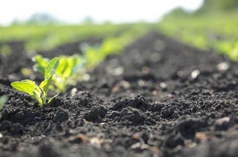 A Small Plant Is Growing Out Of The Soil In A Field - Slaton, TX - Magline Inc