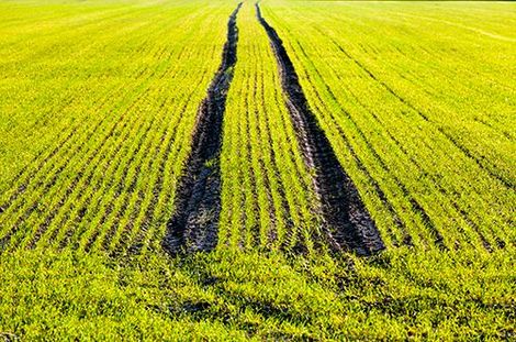 A Field Of Green Grass With Tire Tracks In It - Slaton, TX - Magline Inc