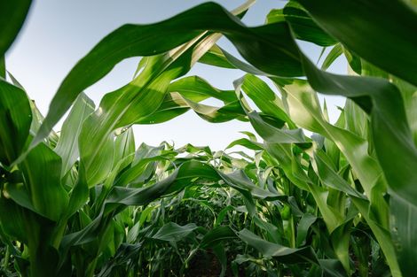 A Man Is Spraying Fertilizer On A Rice Field - Slaton, TX - Magline Inc