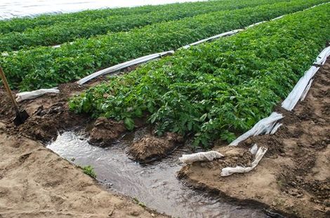 A Stream Of Water Is Running Through A Field Of Potatoes - Slaton, TX - Magline Inc