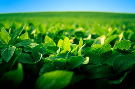 A Field Of Dry Grass And Cracked Dirt - Slaton, TX - Magline Inc