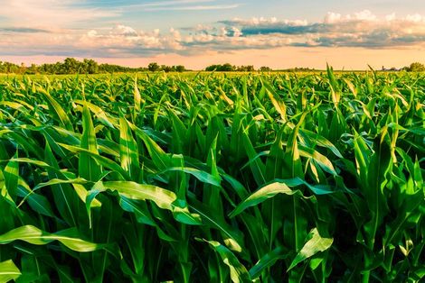 A Man Is Spraying Fertilizer On A Rice Field - Slaton, TX - Magline Inc