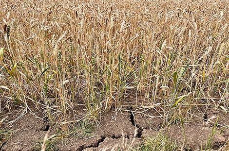 A Field Of Dry Grass And Cracked Dirt - Slaton, TX - Magline Inc