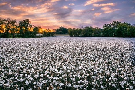 A Field Of Dry Grass And Cracked Dirt - Slaton, TX - Magline Inc