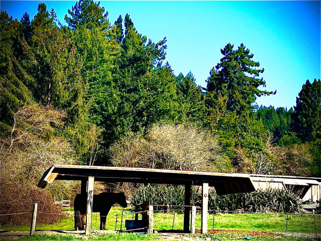 Horse Boarding #7 — Eureka, CA — Freshwater Valley Stables