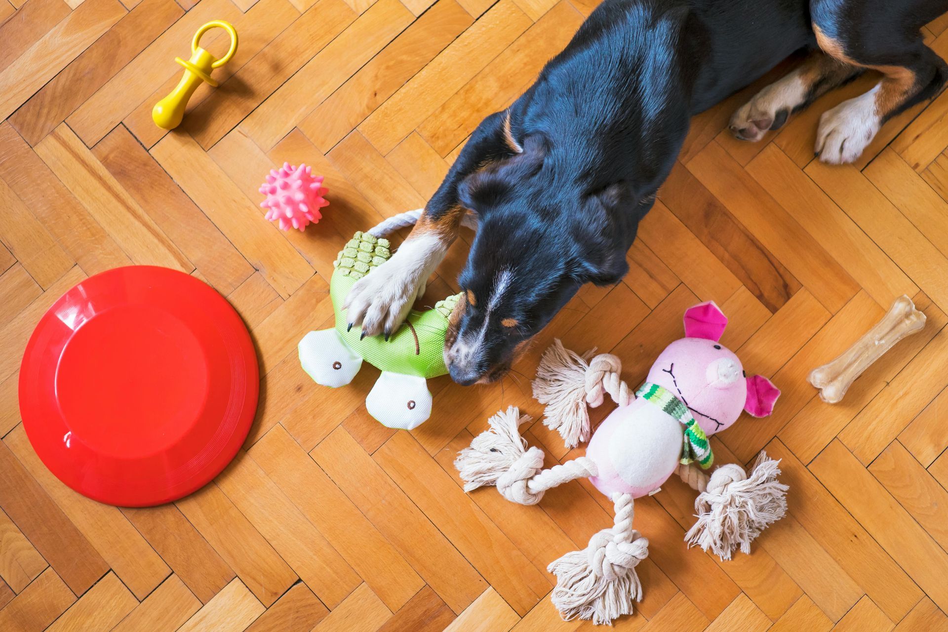 Dog playing with toys on wooden floor.