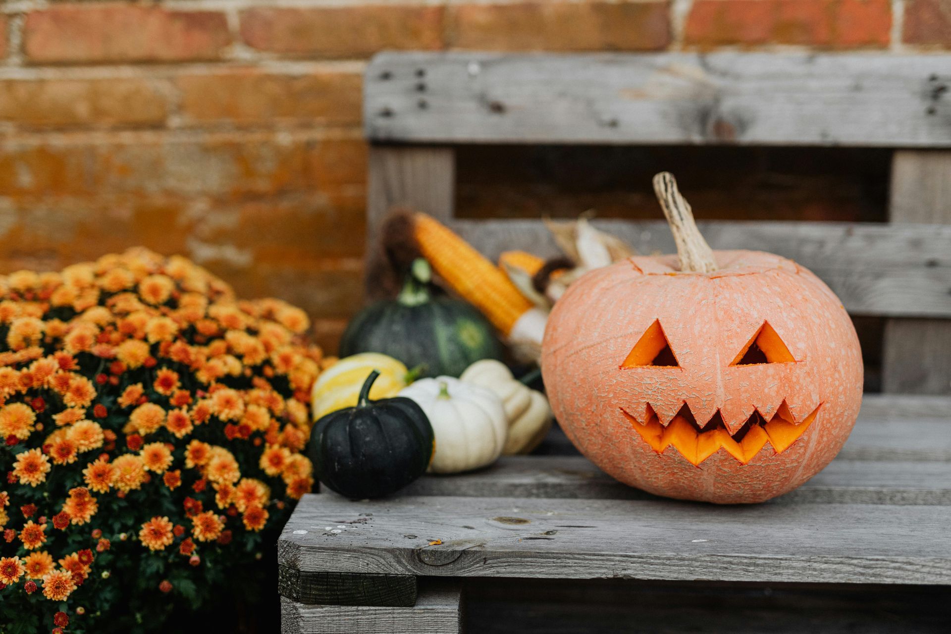 Jack-o'-lantern with carved face sits on a wooden among gourds and orange flowers, against a brick wall.