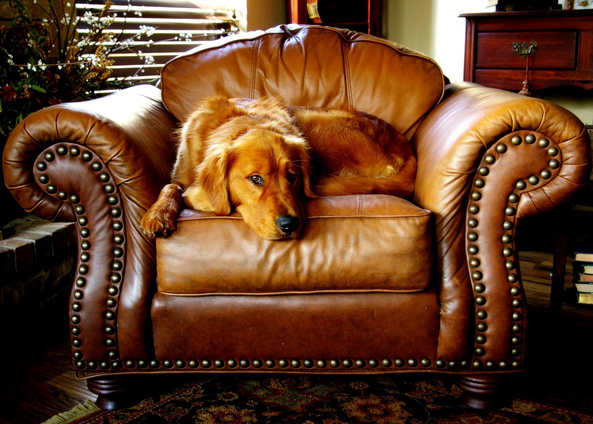A golden-colored dog lying comfortably on a brown leather armchair with decorative metal studs.