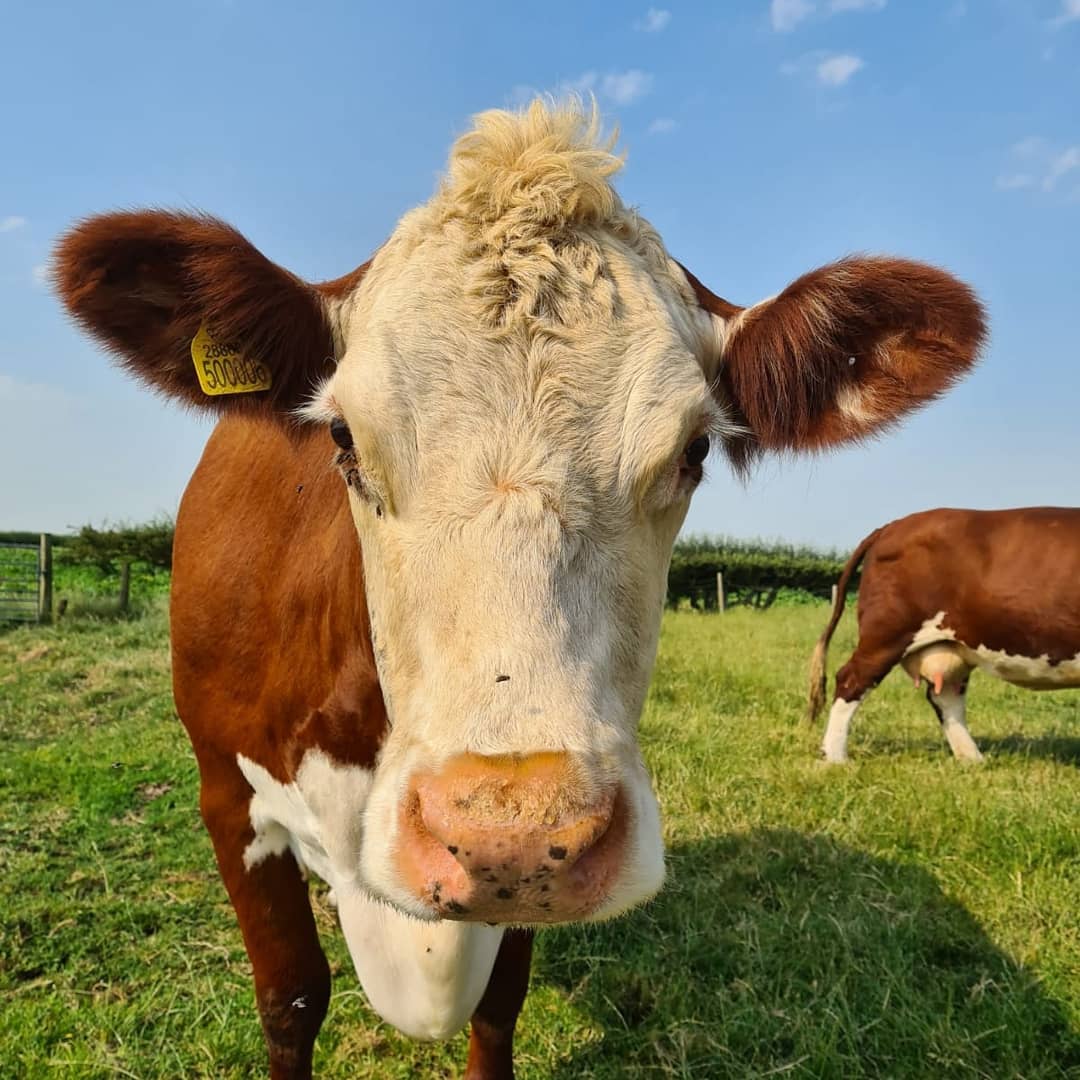 Happy Herefords | Sustainable Farming & Authentic Catering