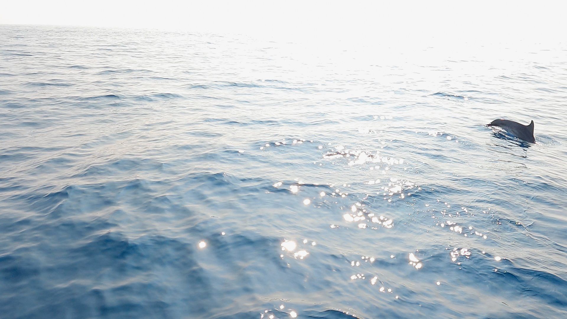 Im Ozean springt ein Delfin aus dem Wasser.