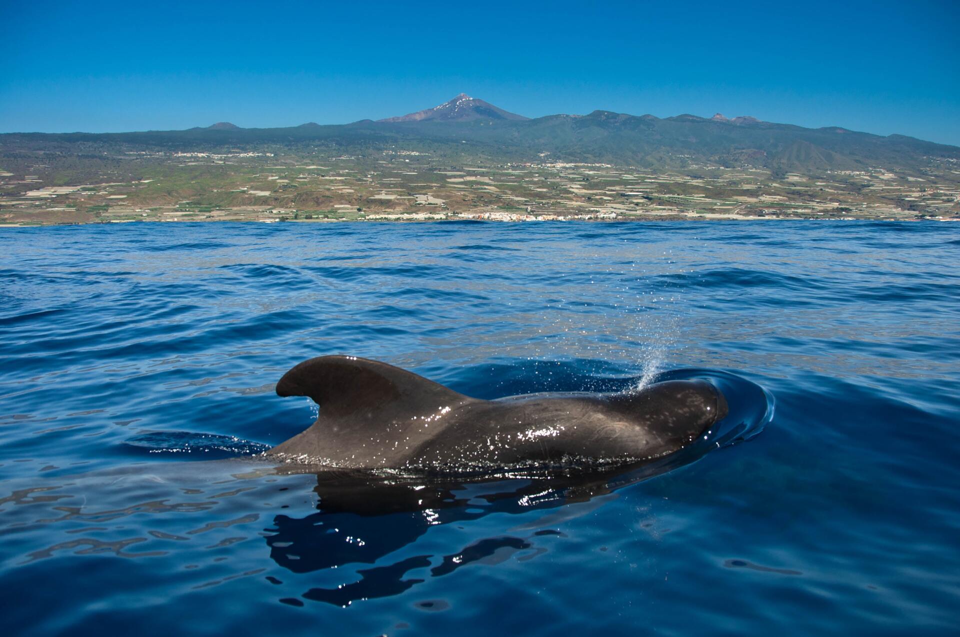 Ein Delphin schwimmt im Meer, im Hintergrund sind Berge zu sehen.