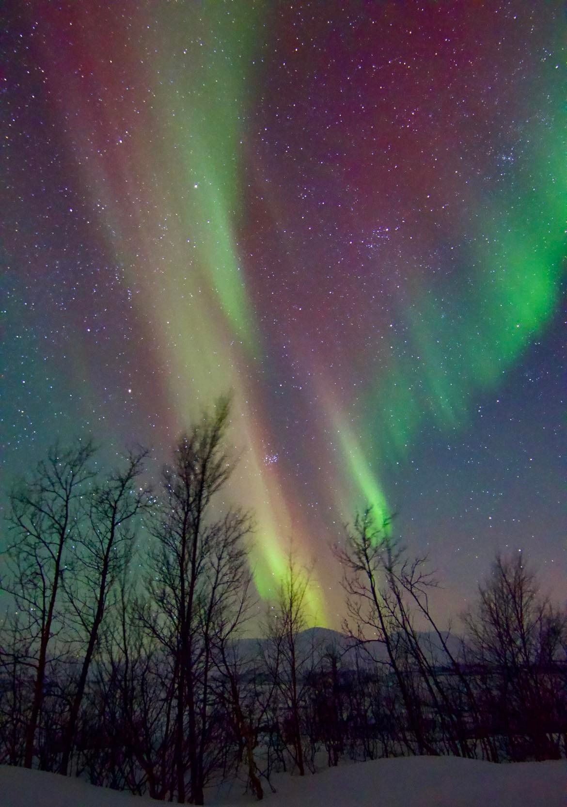 The aurora borealis is shining brightly in the night sky over a snowy forest.