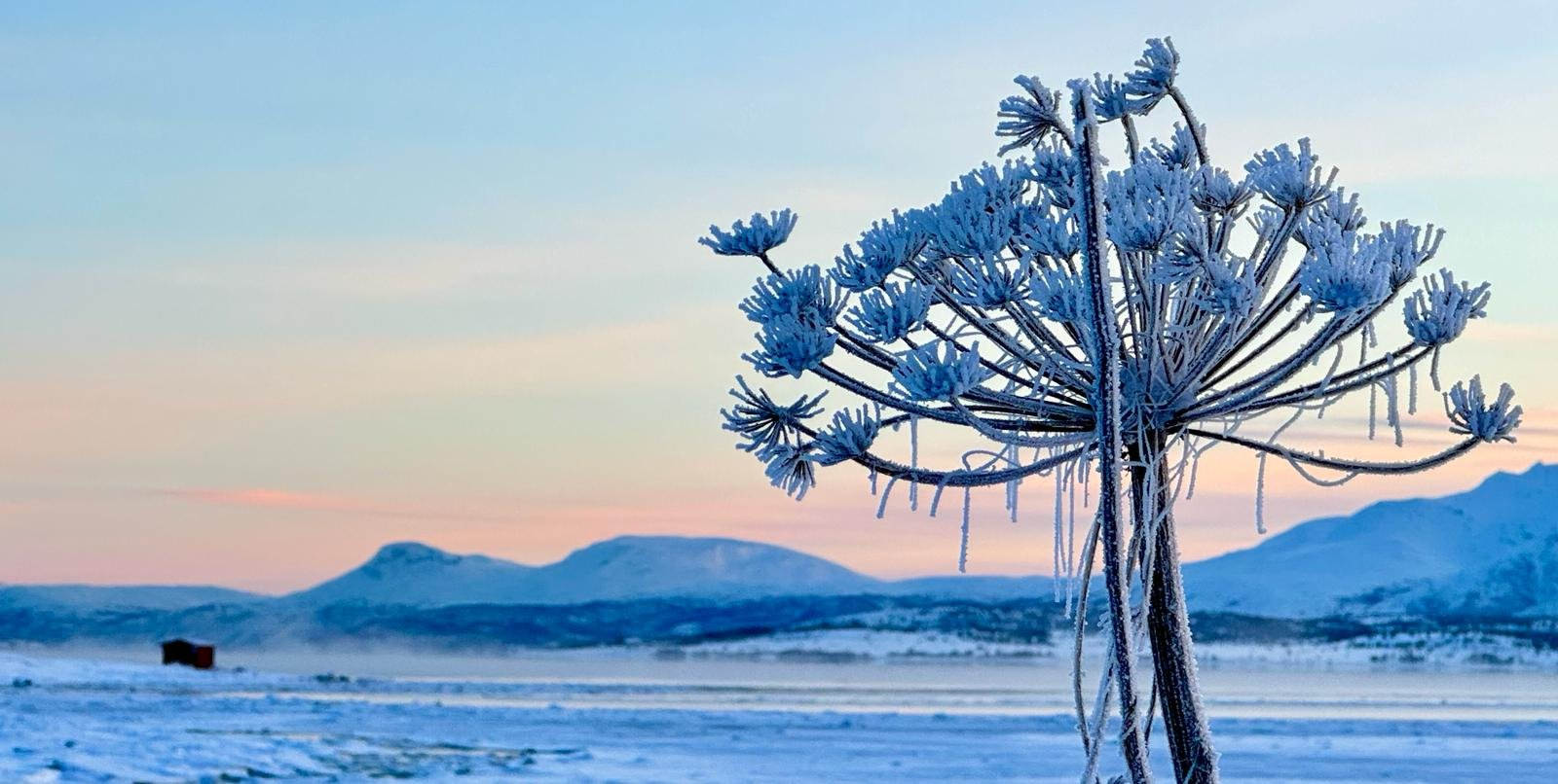A tree covered in snow is standing in the middle of a snowy field.
