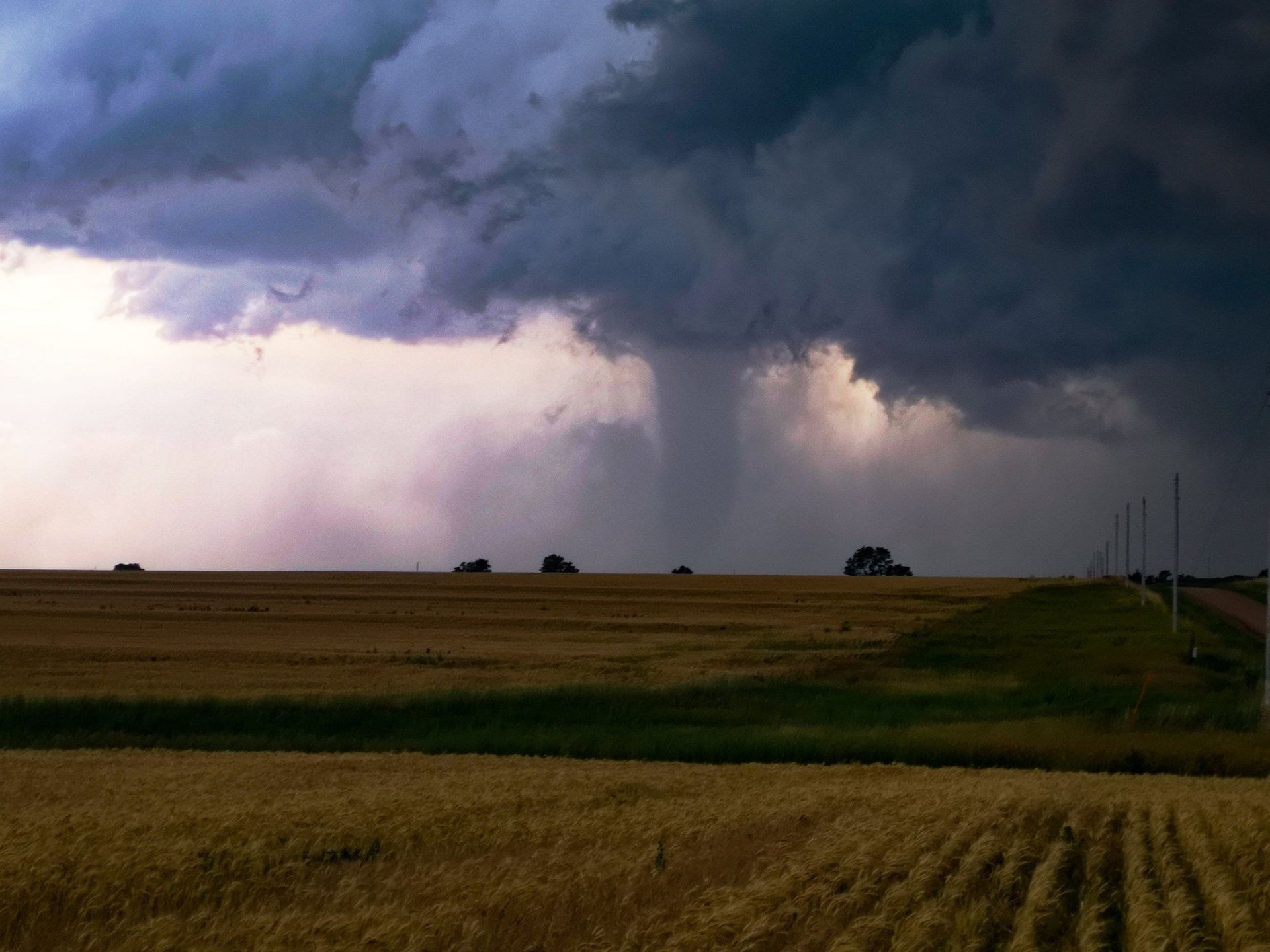 A storm is coming in over a field of wheat.