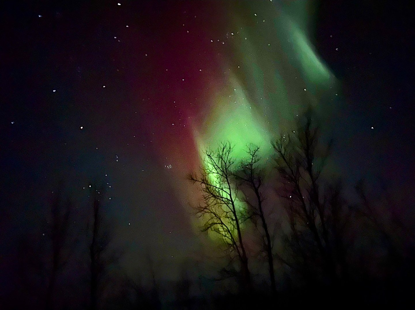 The aurora borealis is shining brightly in the night sky above the trees.