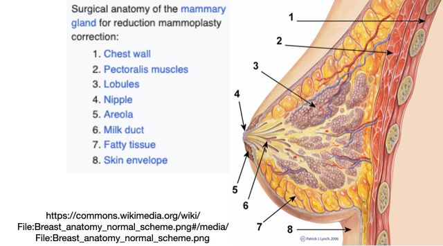 Nipple prosthesis - Wikipedia