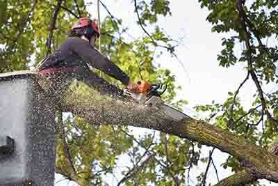 branch removal
