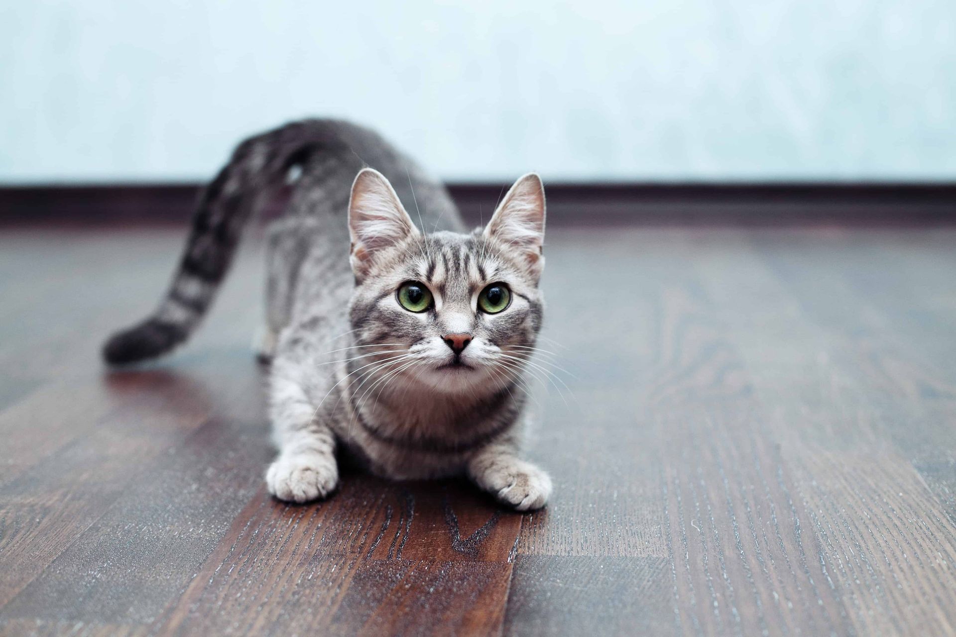 a cat on a hardwood floor