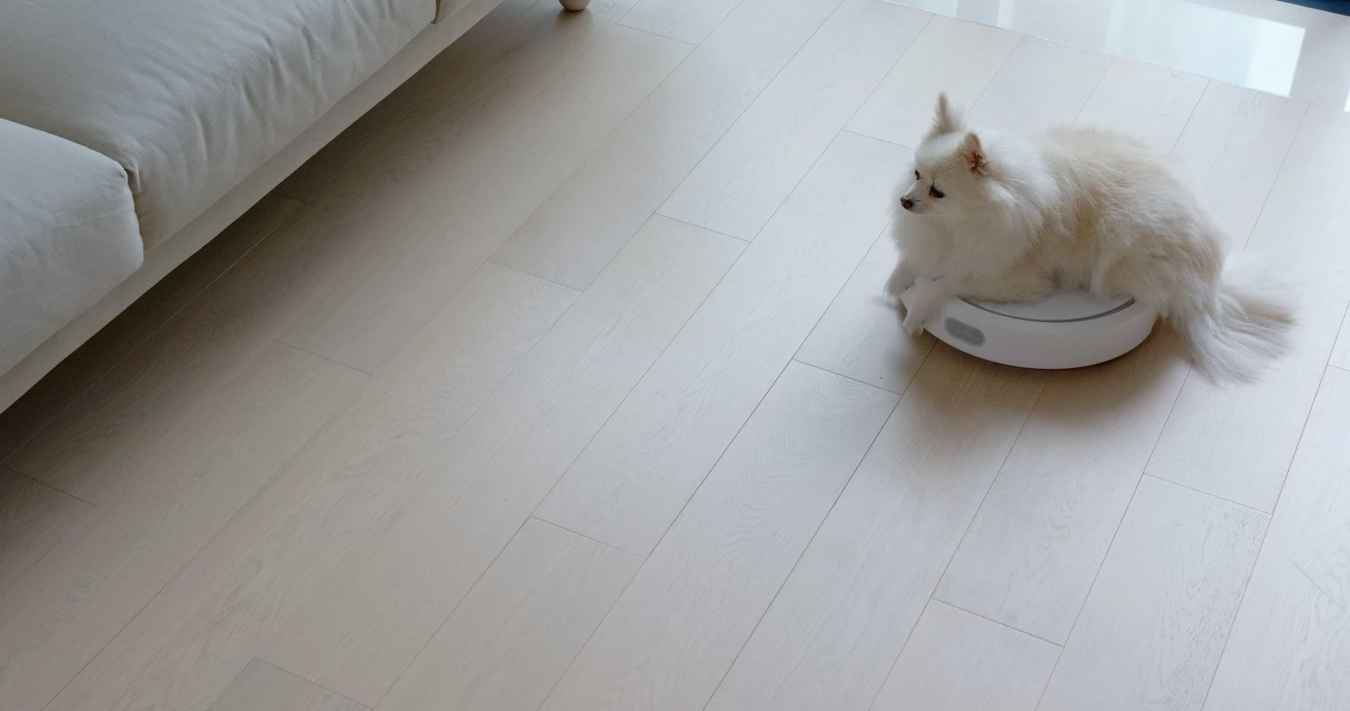 A dog riding on a vacuum cleaner over a laminate floor in a living room