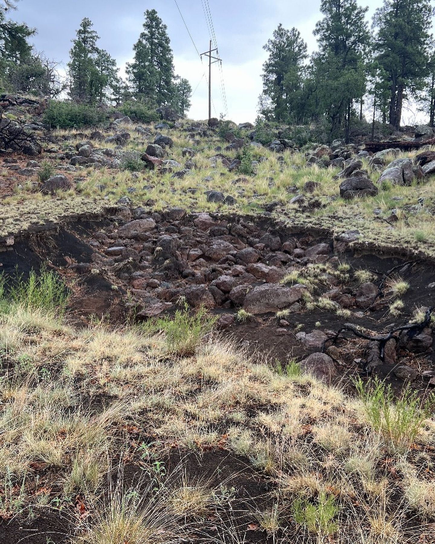 Rocky forest clearing with charred soil and sparse grass under tall trees