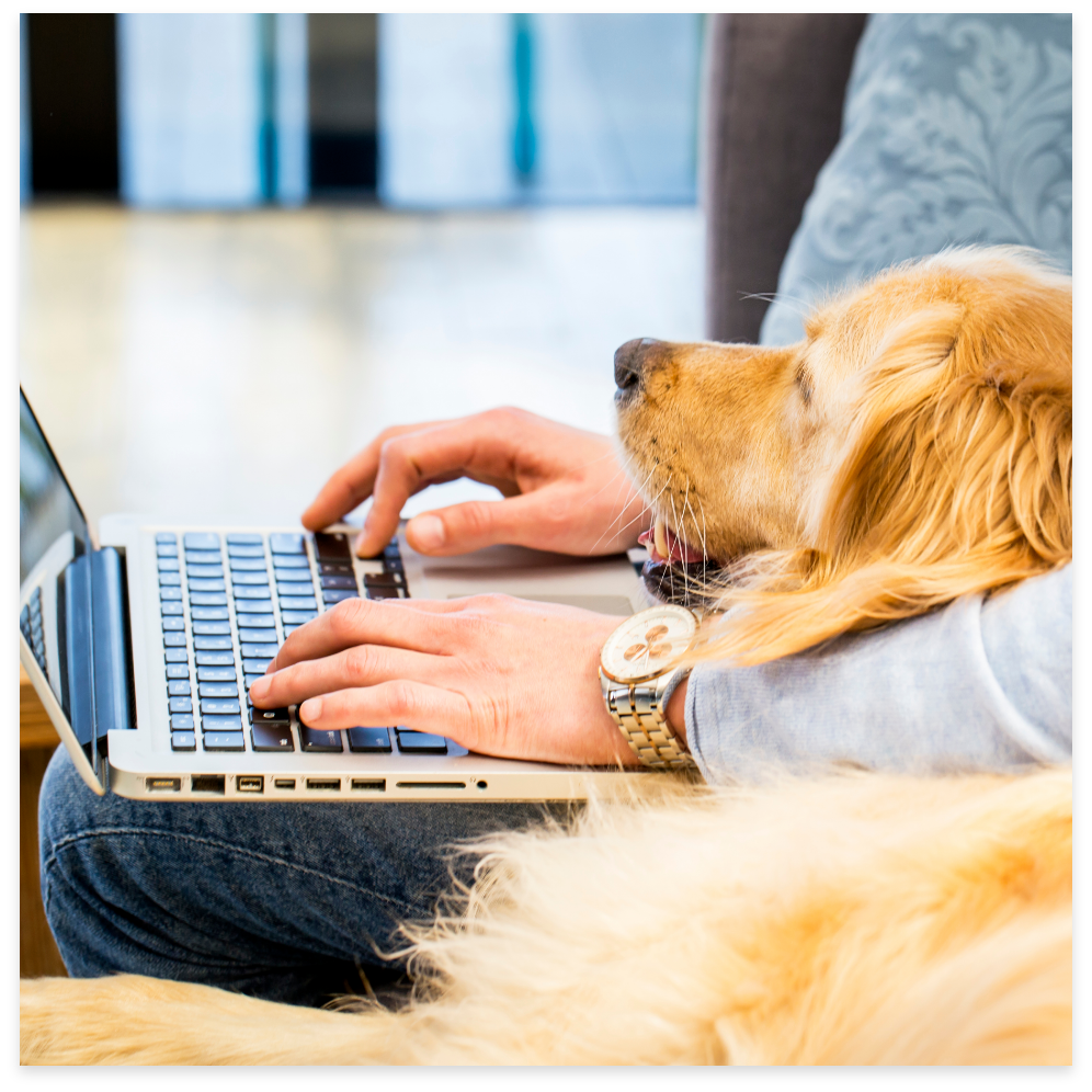 Person typing on a laptop with a golden retriever resting its head on their lap.