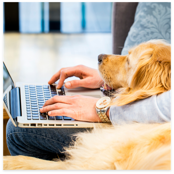 Person typing on a laptop with a golden retriever resting its head on their lap.