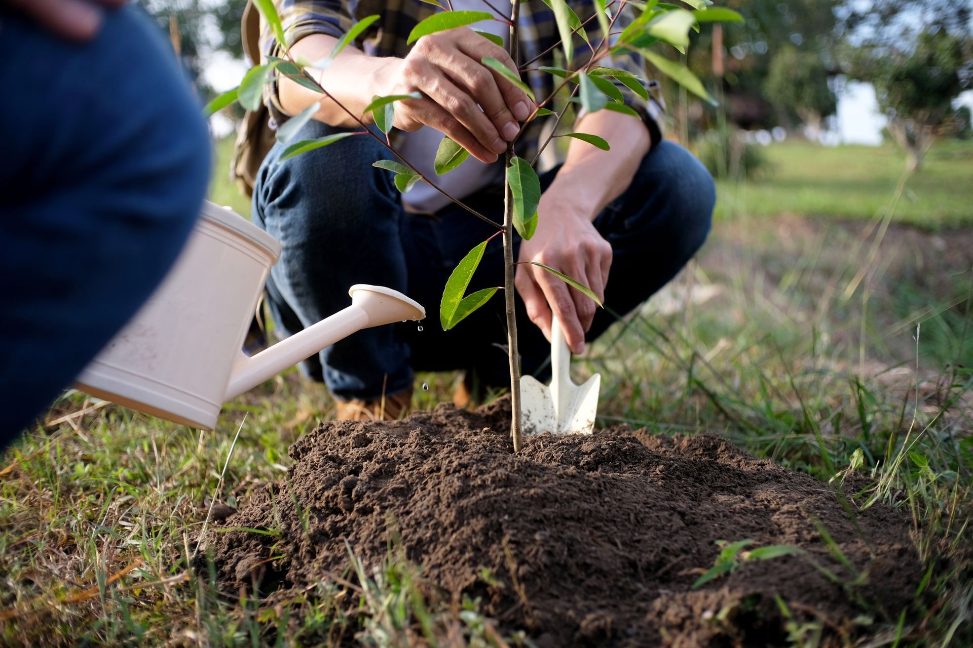 A man is kneeling down to plant a tree in the dirt.