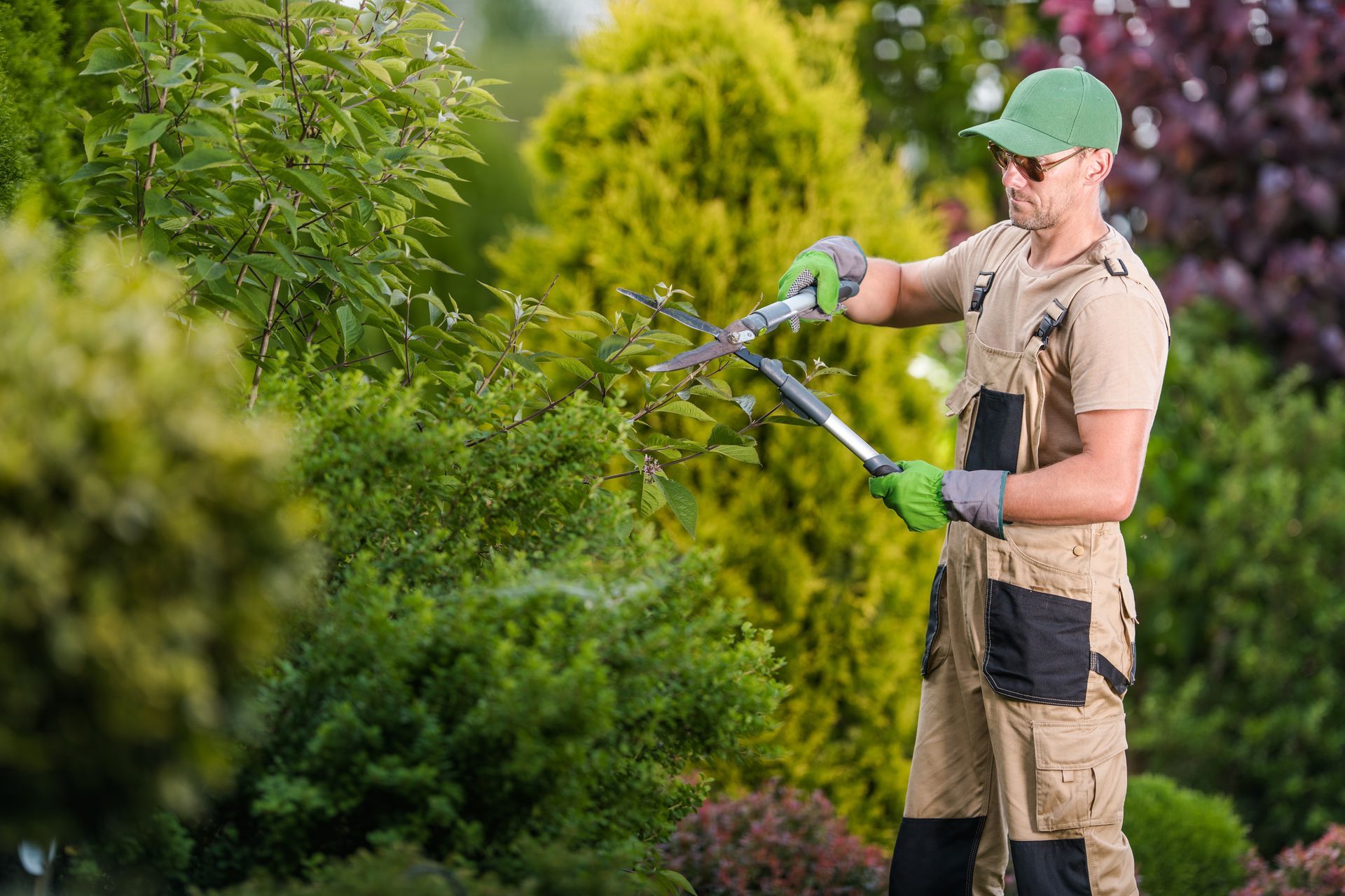 A man is cutting a bush with a pair of scissors in a garden.