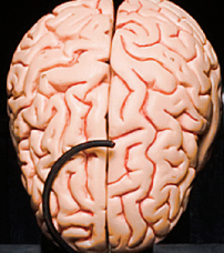 A close up of a model of a human brain