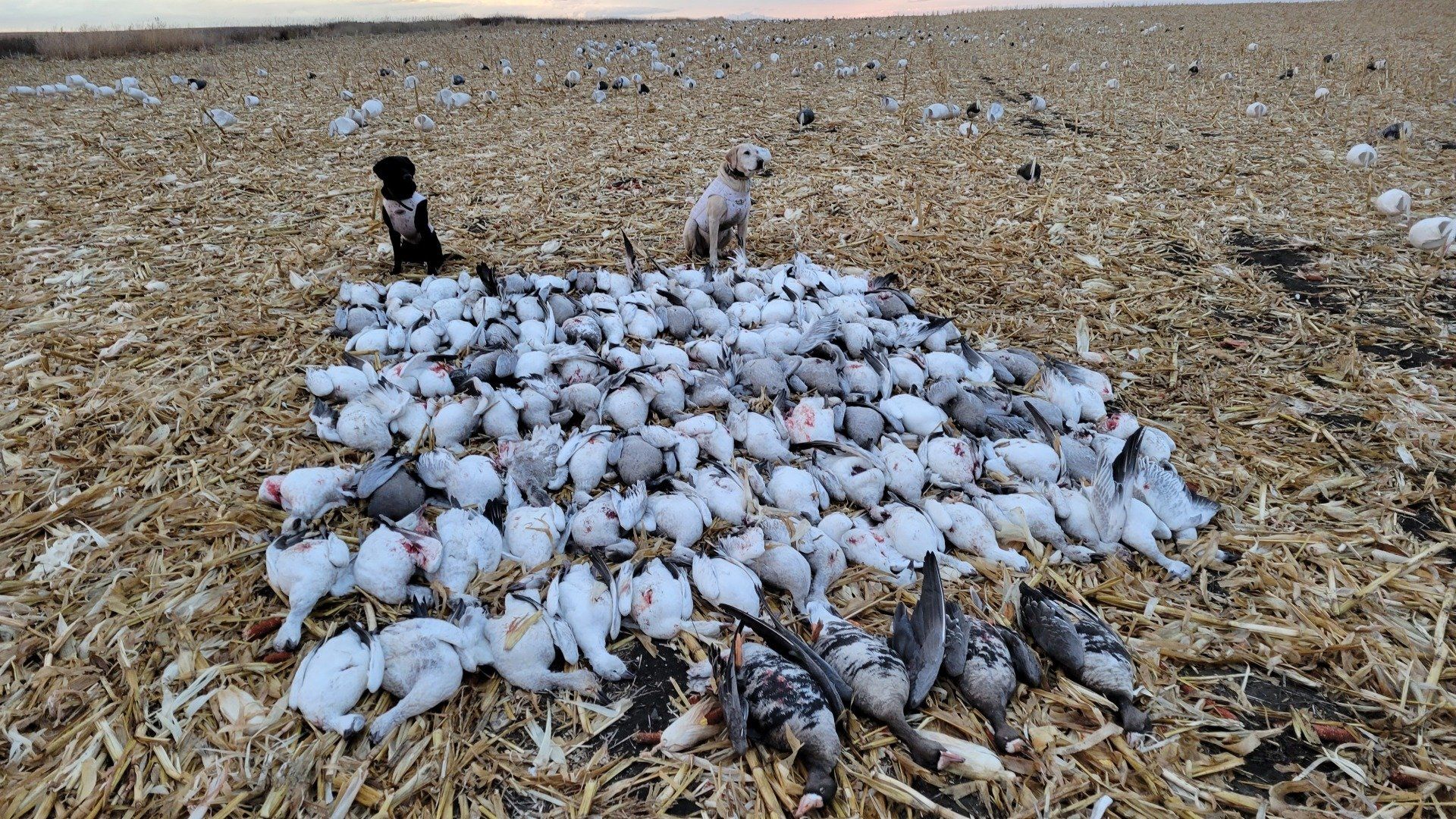 South Dakota Snow Goose Hunting Guide