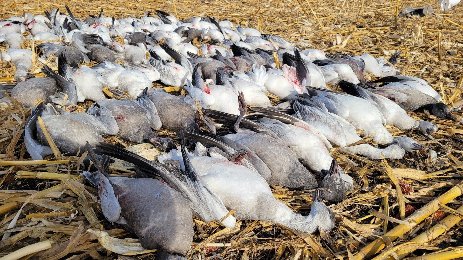 spring snow goose hunts in SD