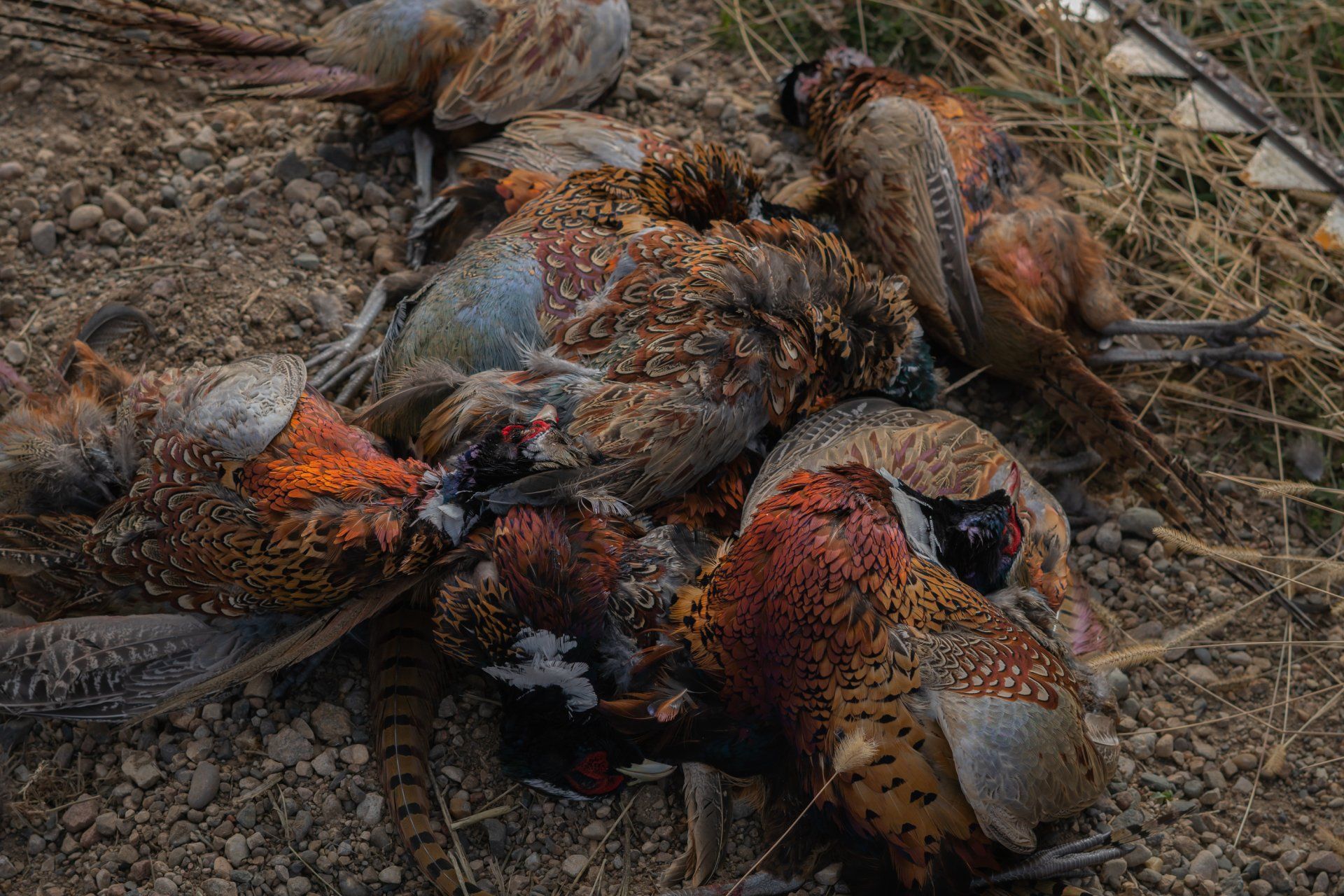 South Dakota Pheasant Hunting