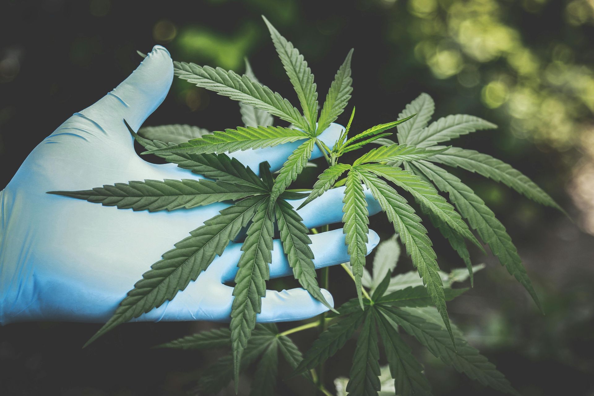 Blue-gloved hand holding green cannabis leaves outdoors, with blurred background.