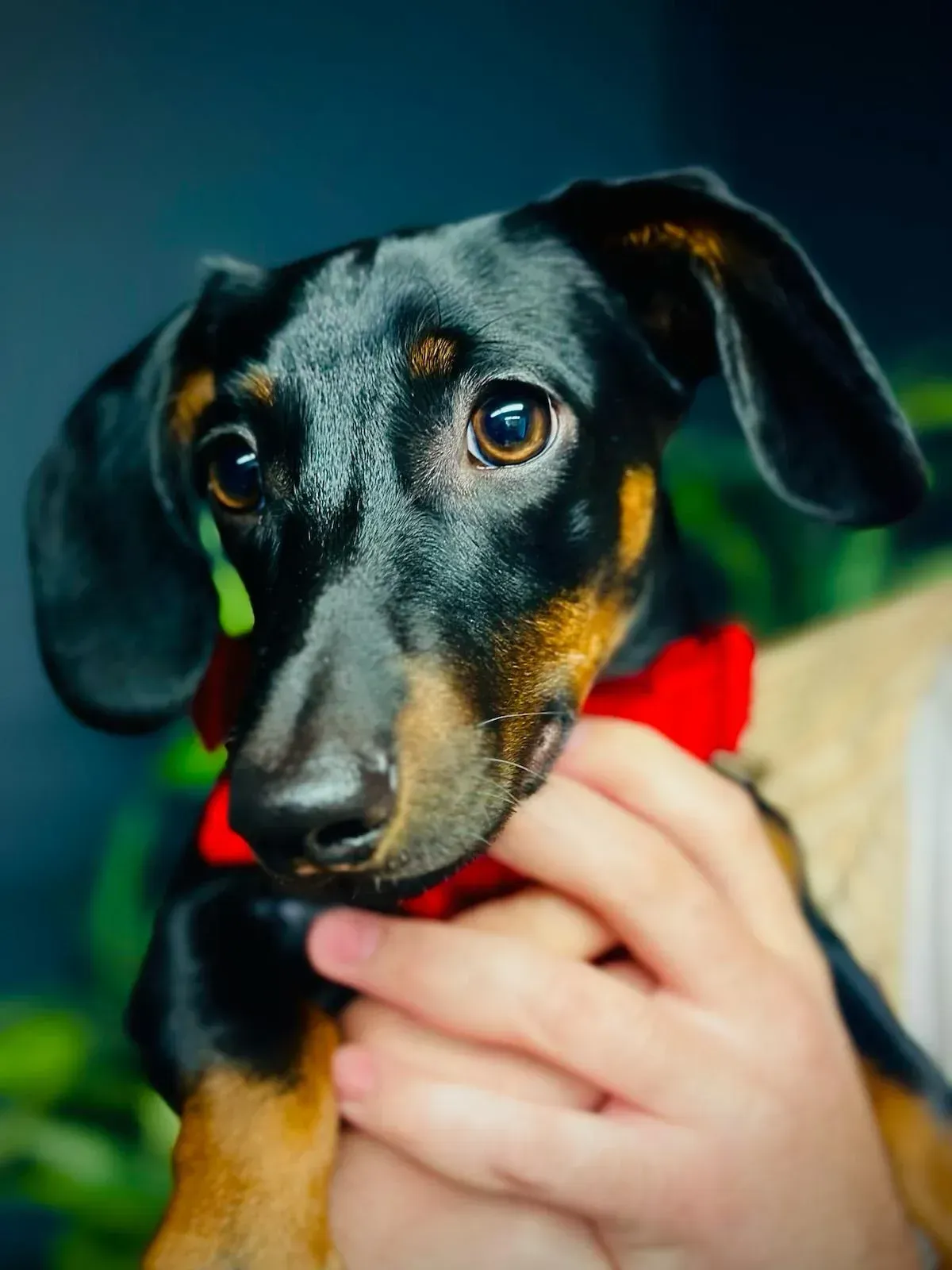 Black and tan dachshund puppy in a red collar, held by hands.