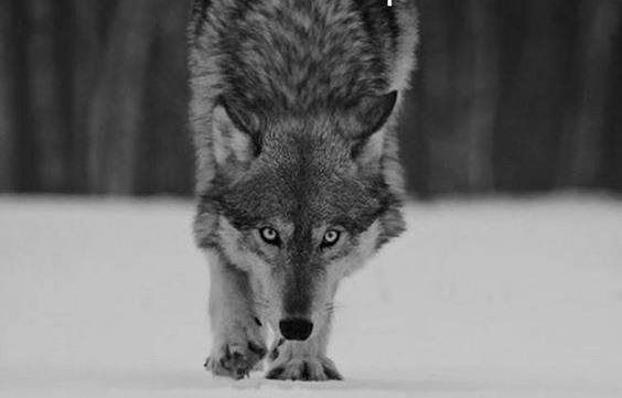 A black and white photo of a wolf walking in the snow.