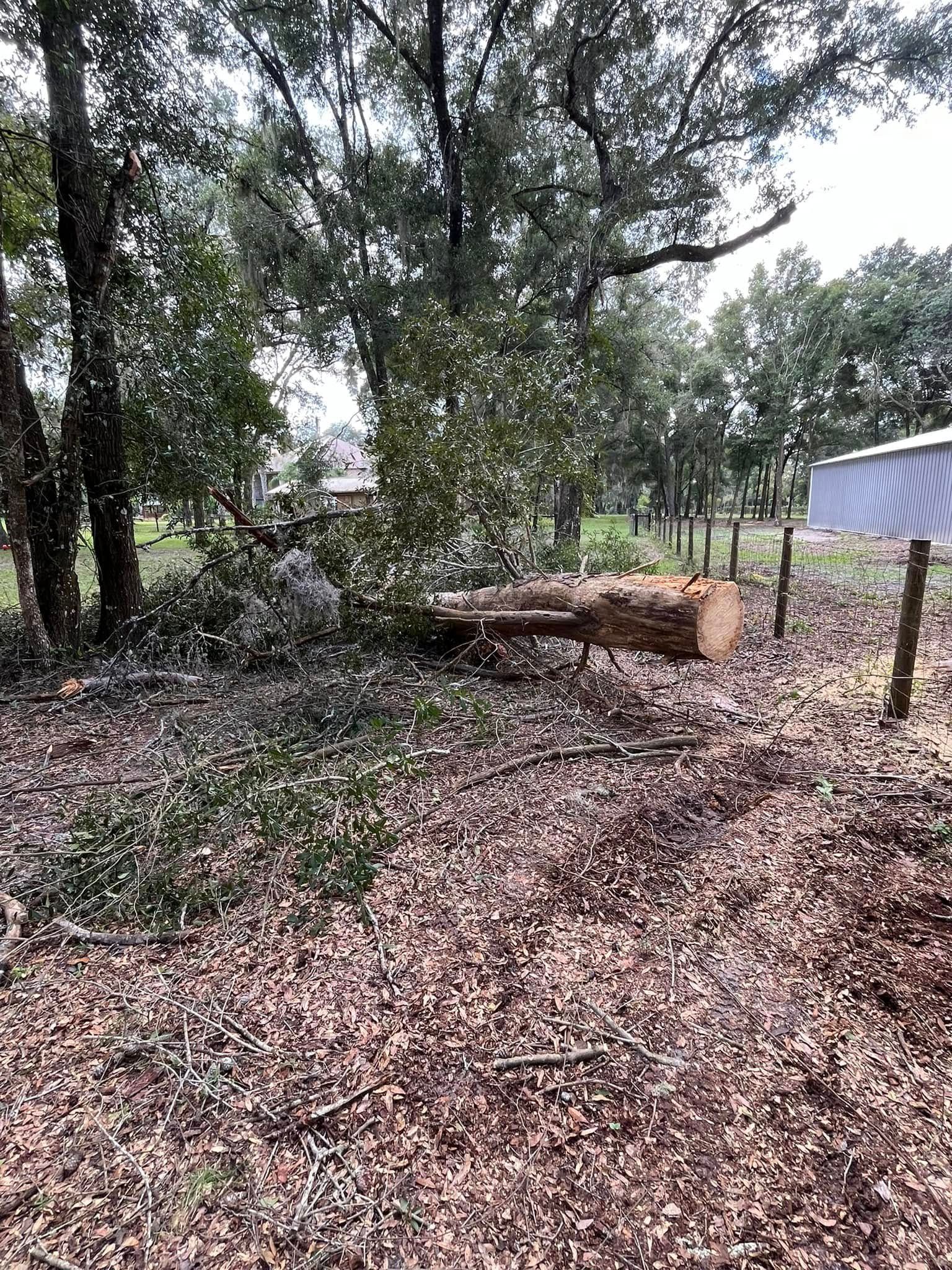 Felled tree trunk surrounded by wood chips and debris in a wooded area with a building in the background.