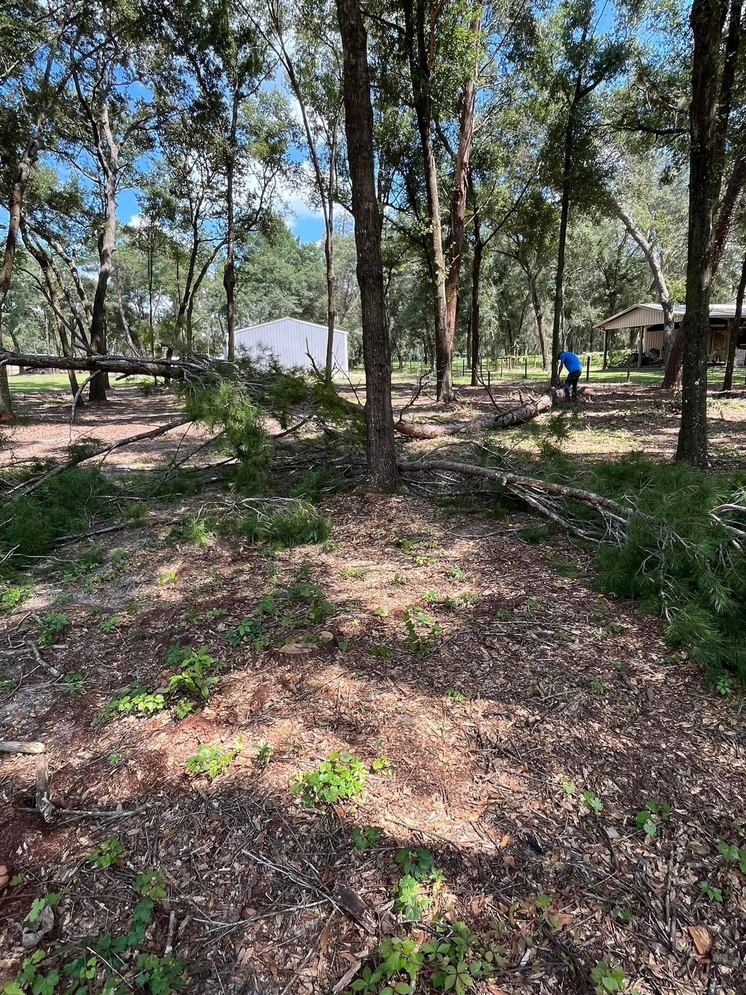 Forest clearing with trees, fallen branches, and a person in the distance. Sunny day.