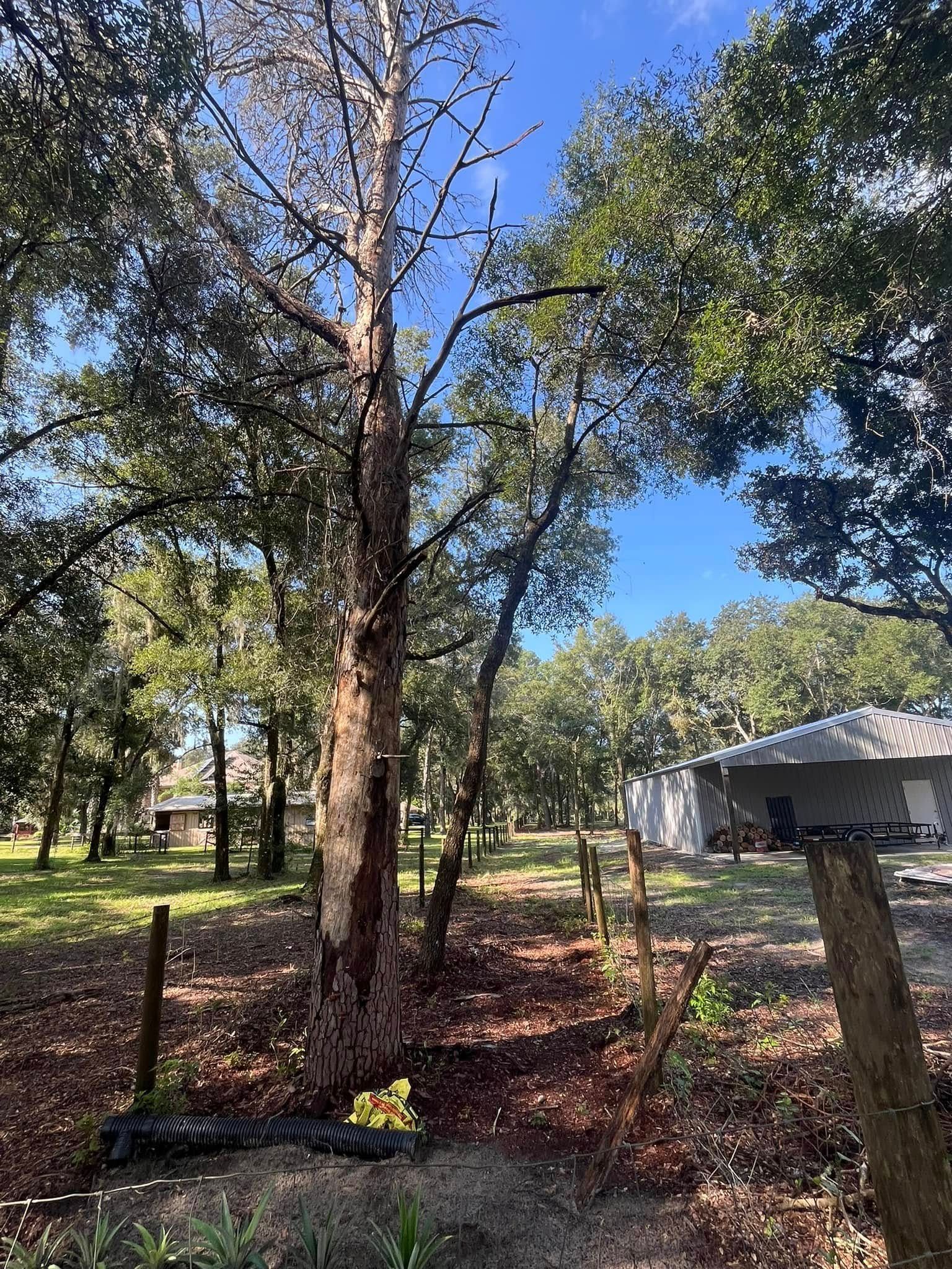 Partially dead tree in a yard with green trees, blue sky, and houses in background.