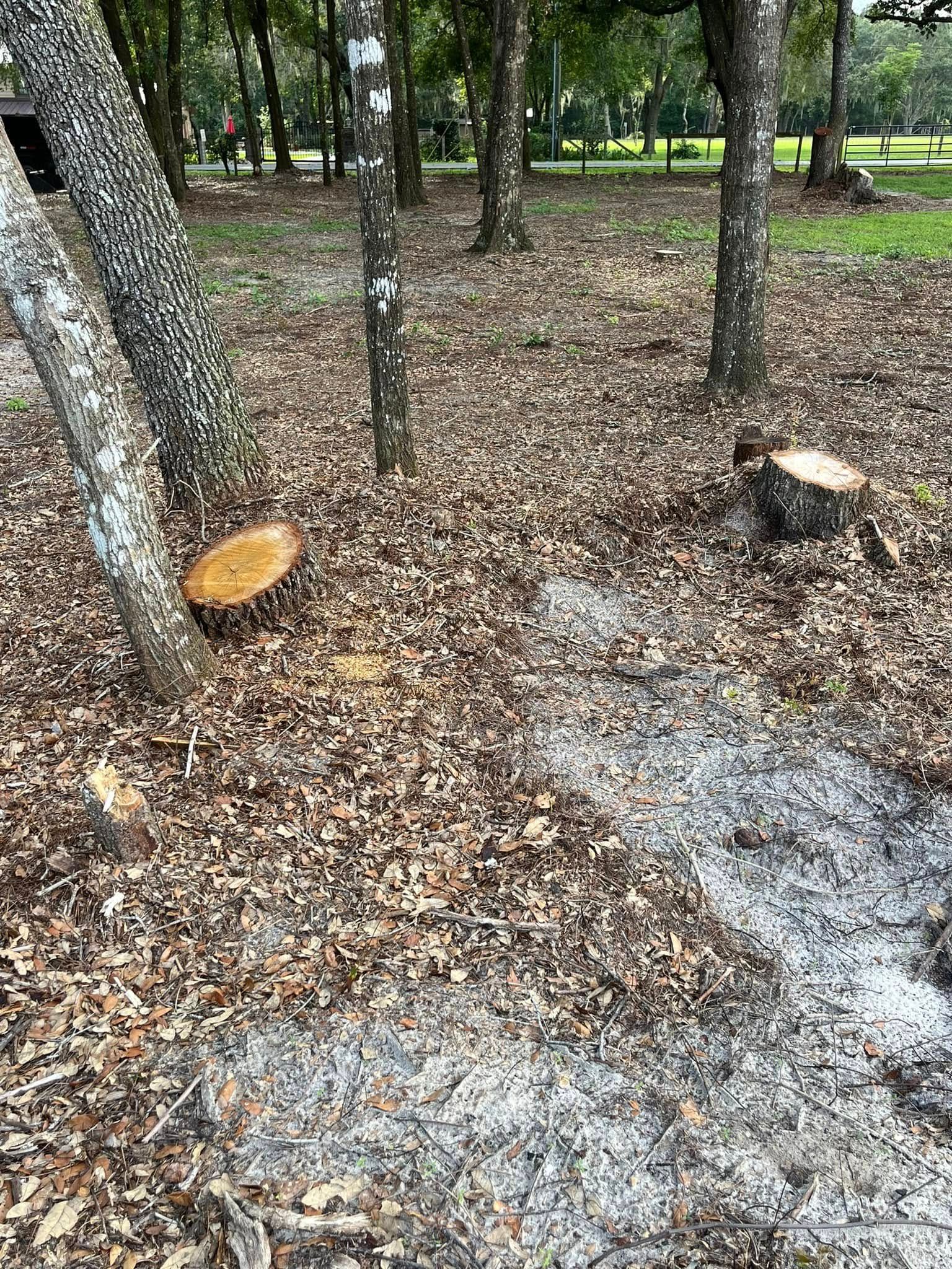 Trees with cut stumps in a forest clearing covered in brown leaves and ash.