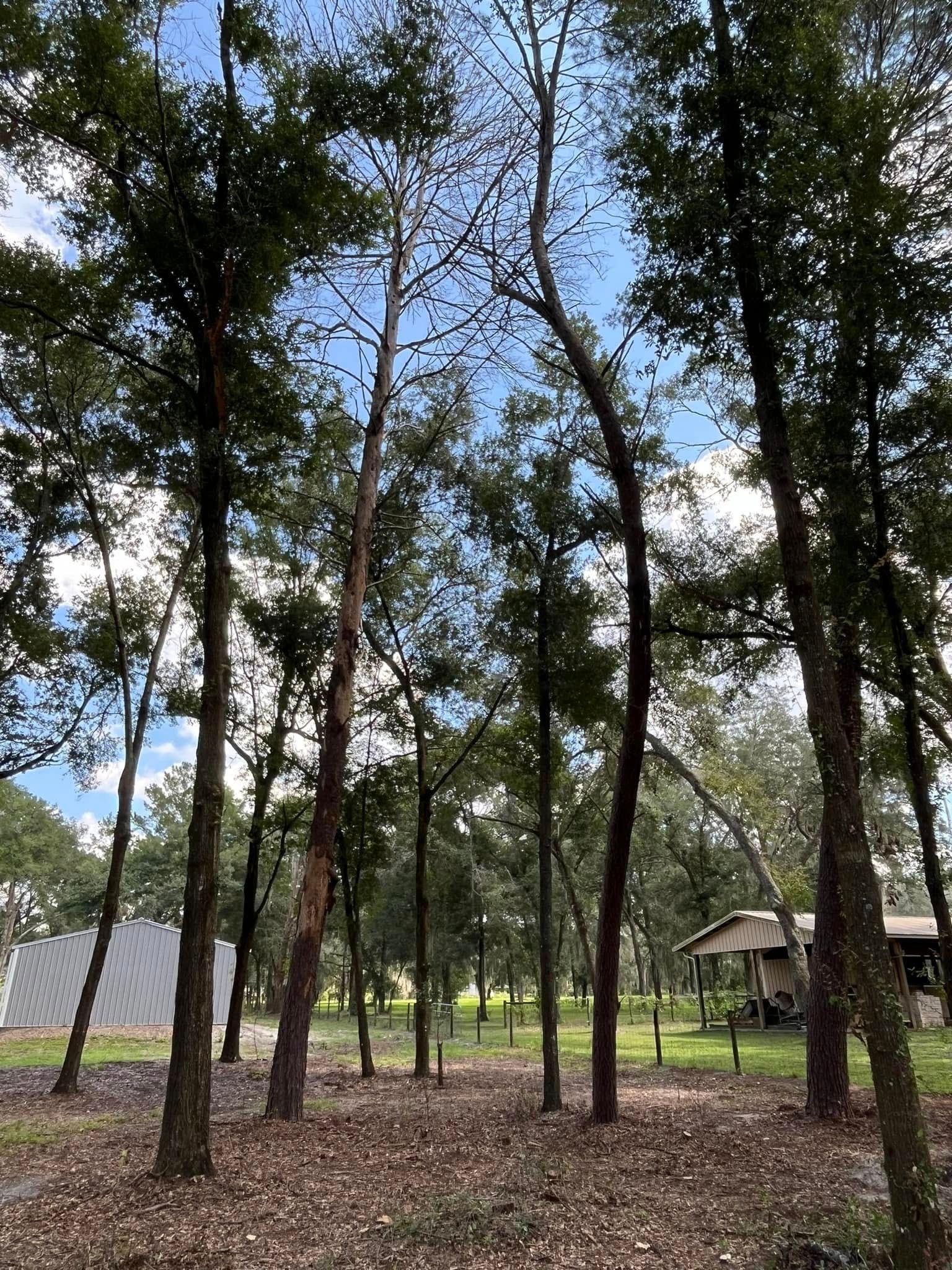 Tall, slender trees with brown trunks against a blue sky and a glimpse of buildings in the distance.