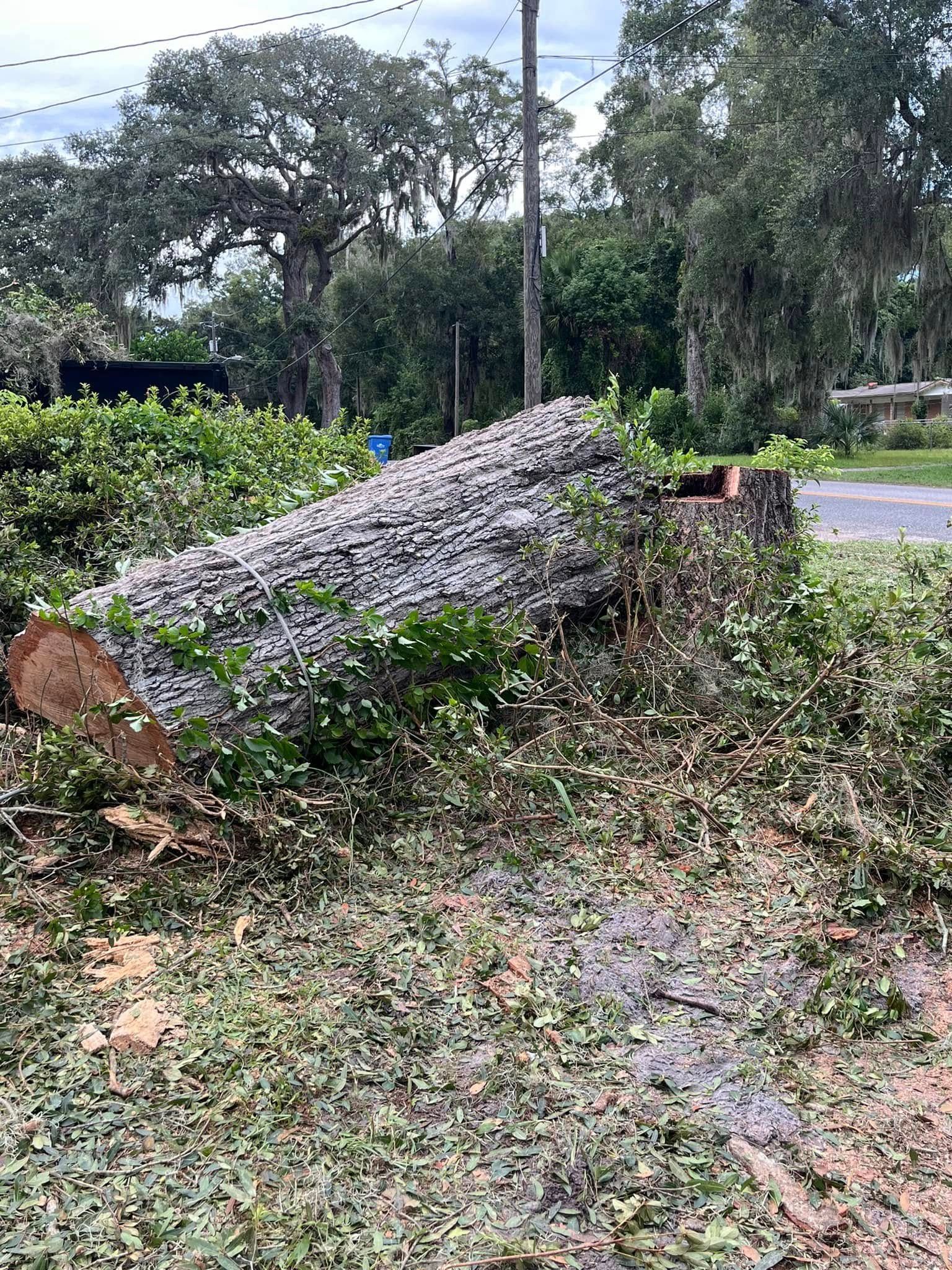 Fallen tree trunk on the ground next to a road with scattered debris and greenery.