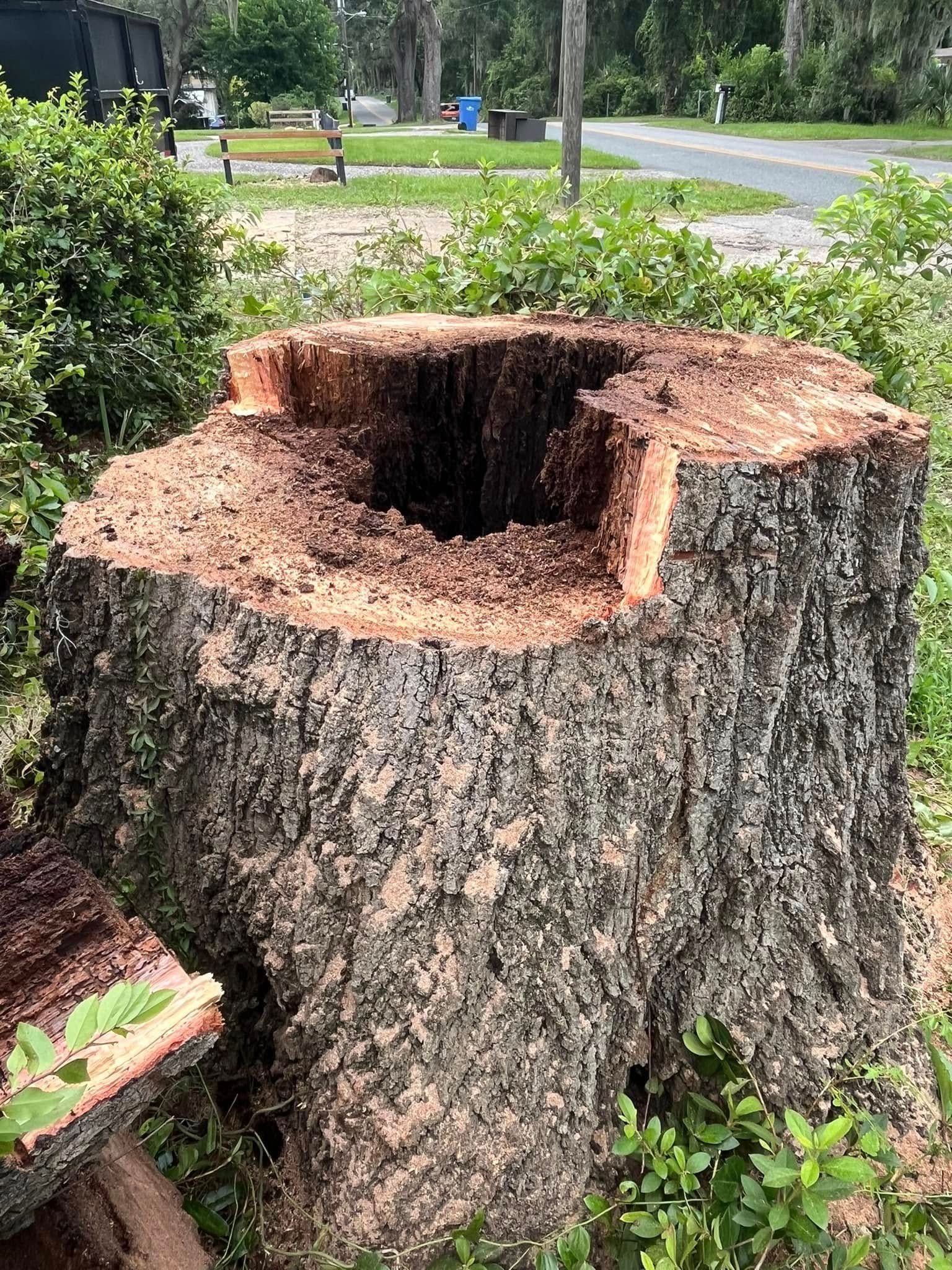 Sturdy tree stump with a large hollow center in a grassy outdoor area.