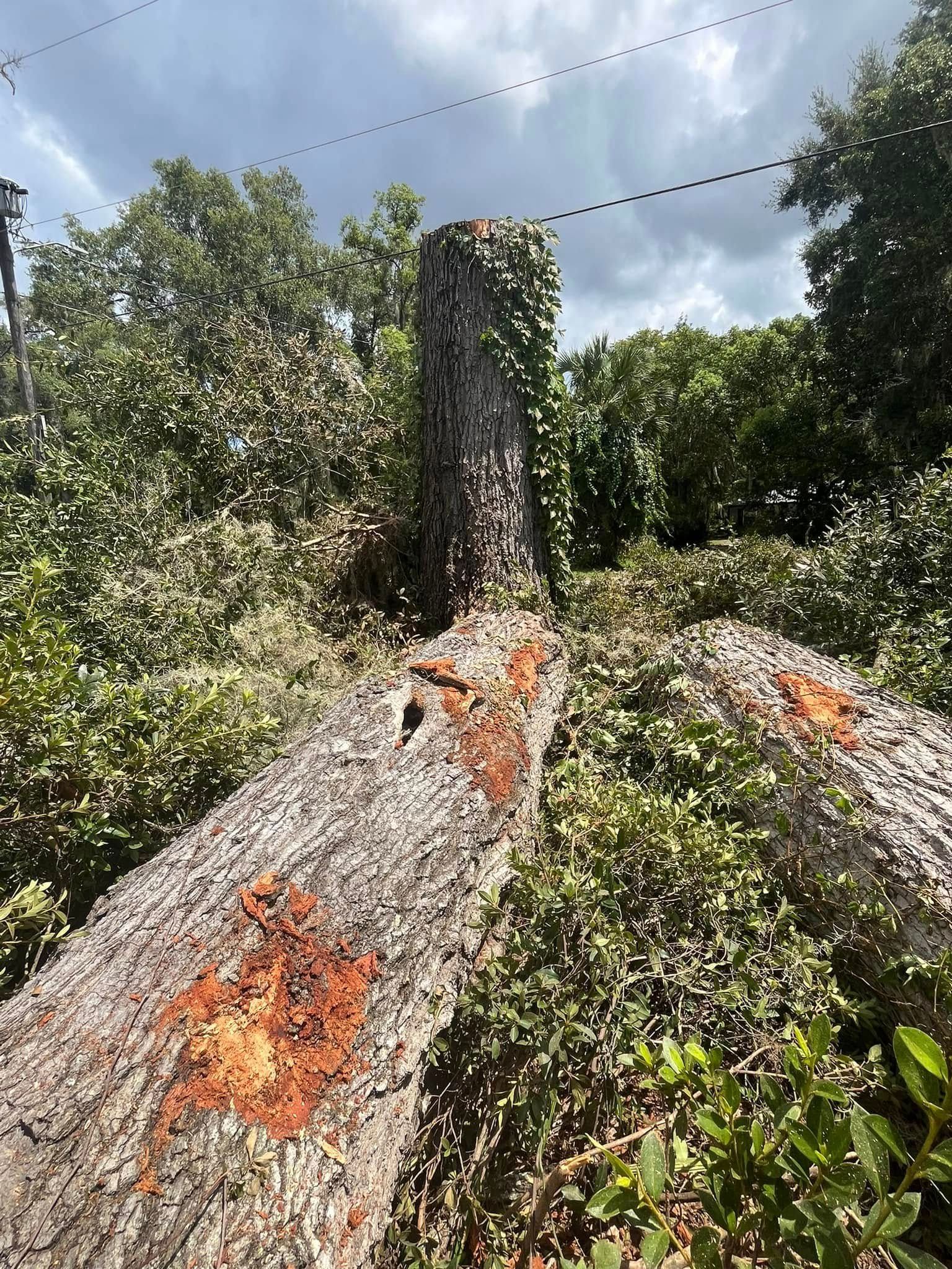 Fallen tree trunk with exposed orange wood, beside a tree stump covered in vines; forest setting.