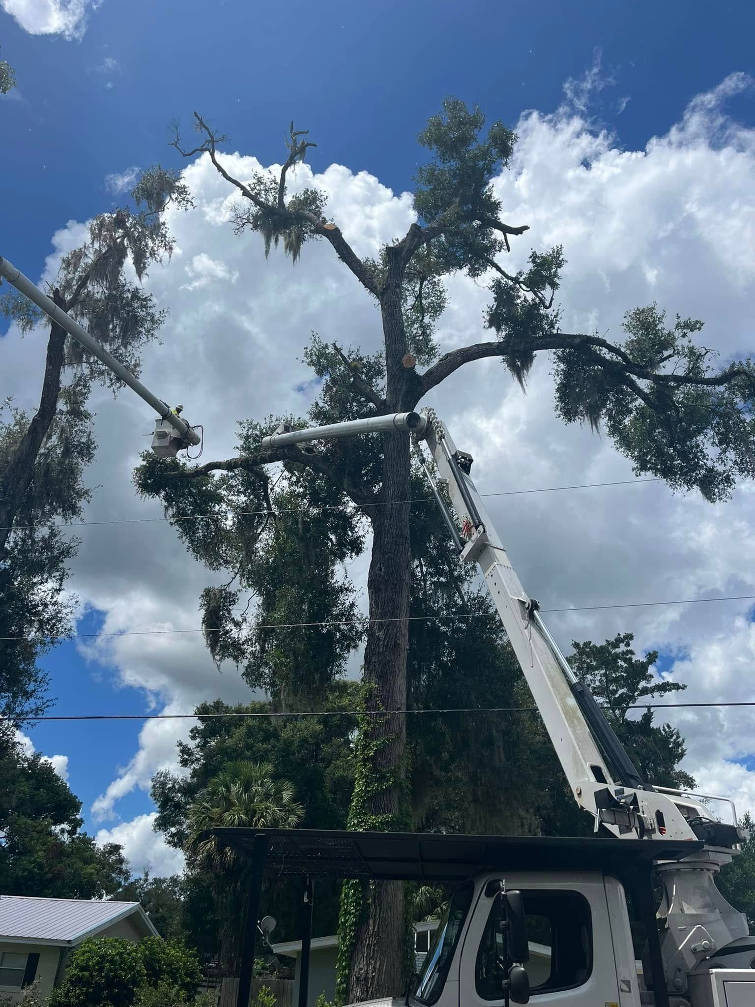 A tree being trimmed by a boom lift under a partly cloudy sky.