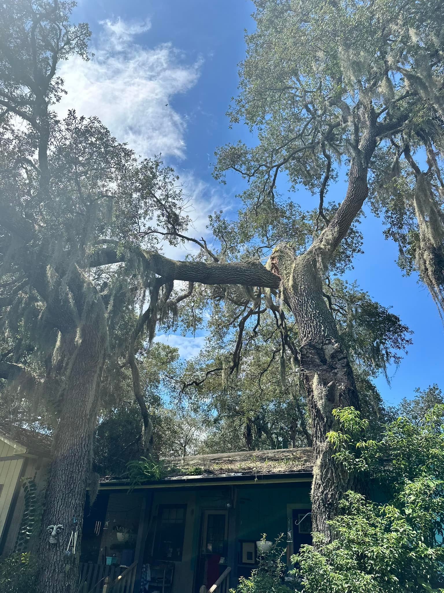 Tree canopy over a small house, draped with Spanish moss, against a blue sky.