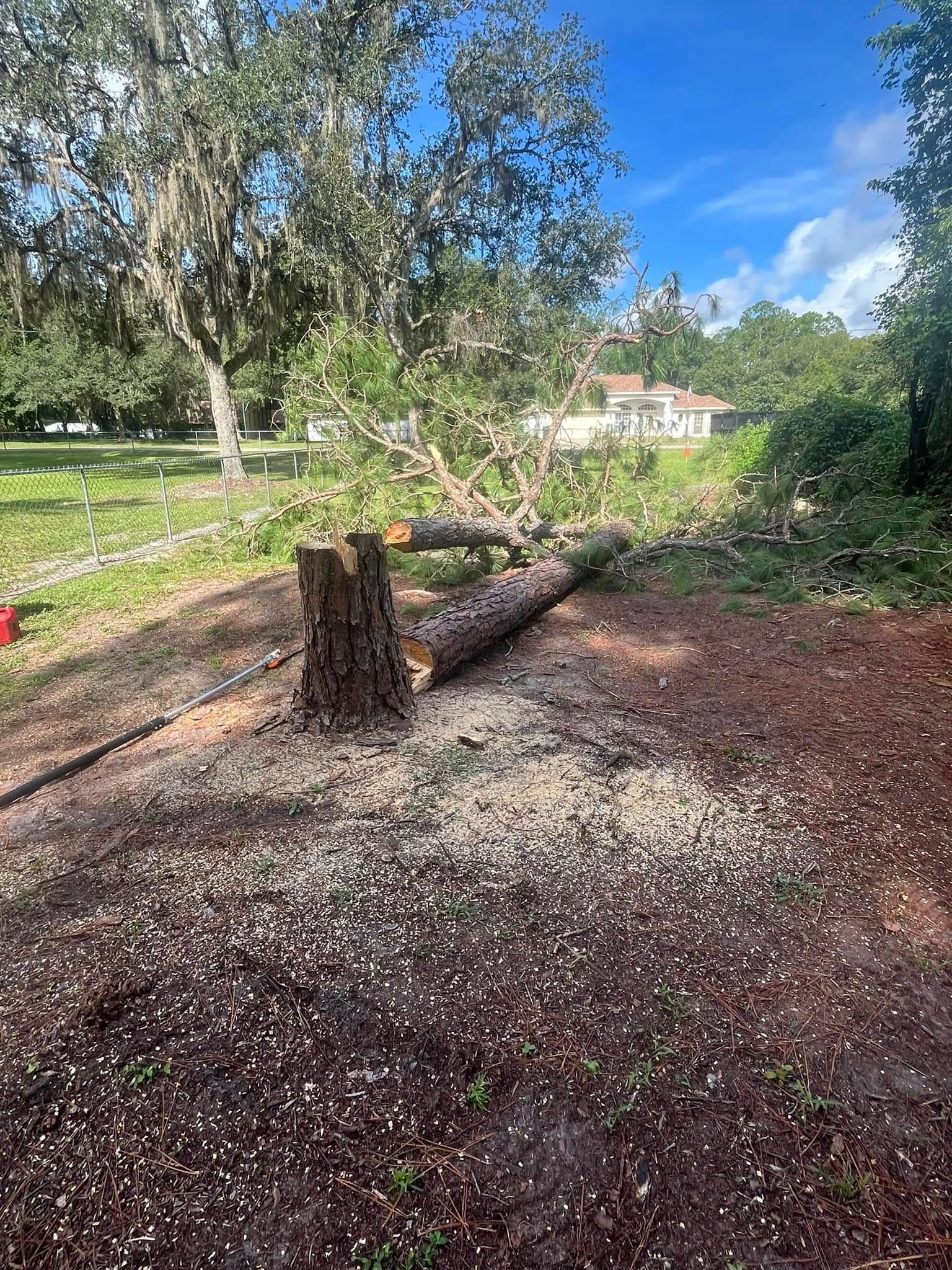 Tree stump with a felled trunk in a yard; sawdust on the ground.