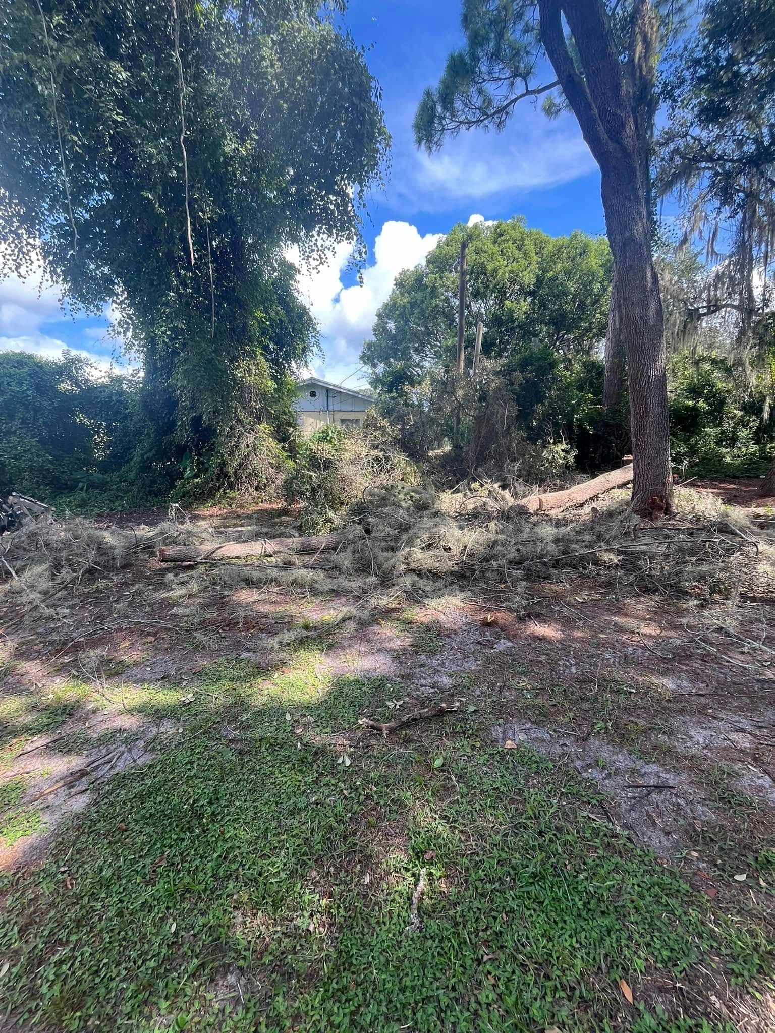 Clearing in a wooded area, with cut branches and foliage on the ground, trees, and a glimpse of blue sky.