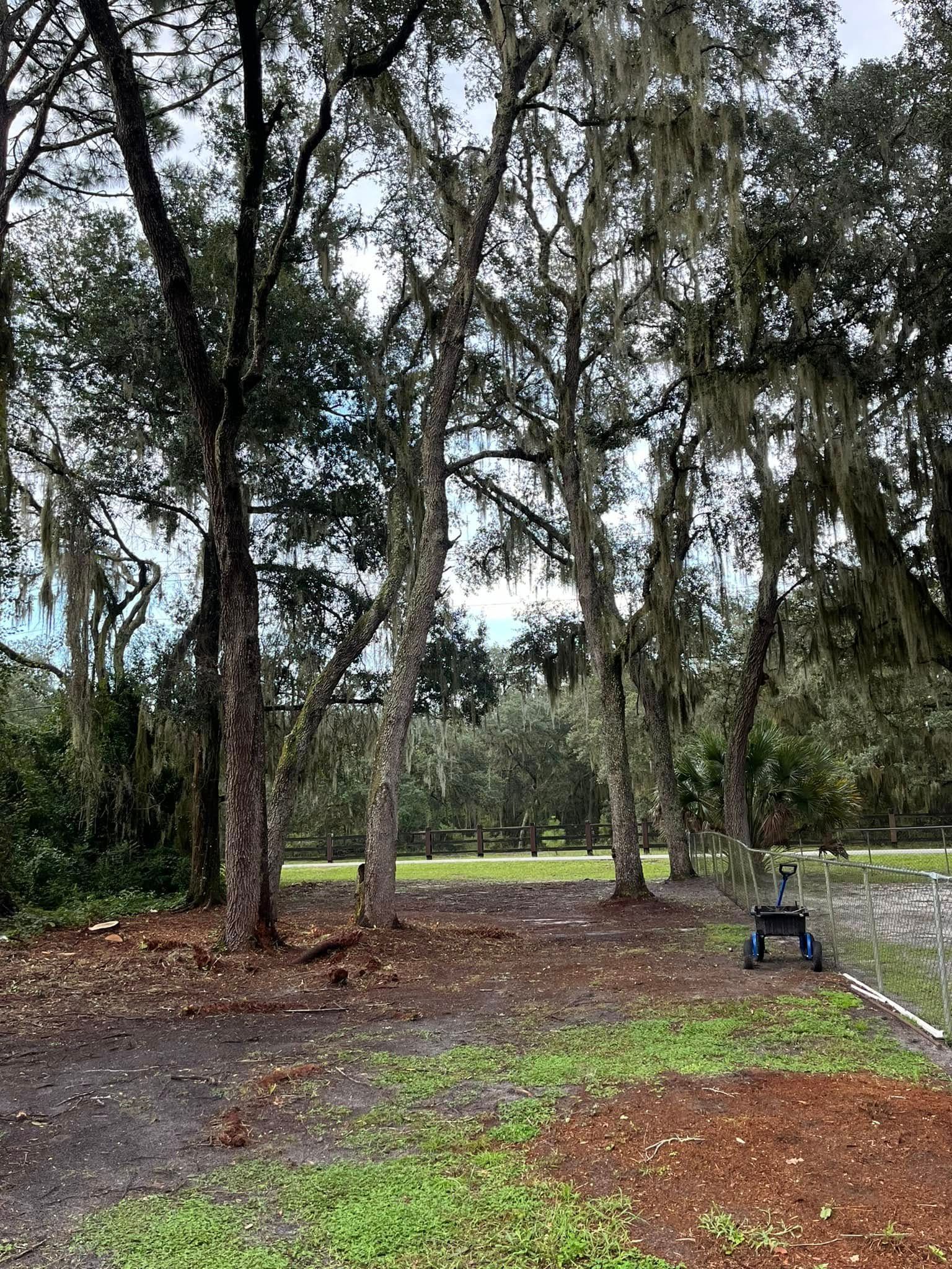 Trees with Spanish moss in a park-like setting. A small black machine on the right.