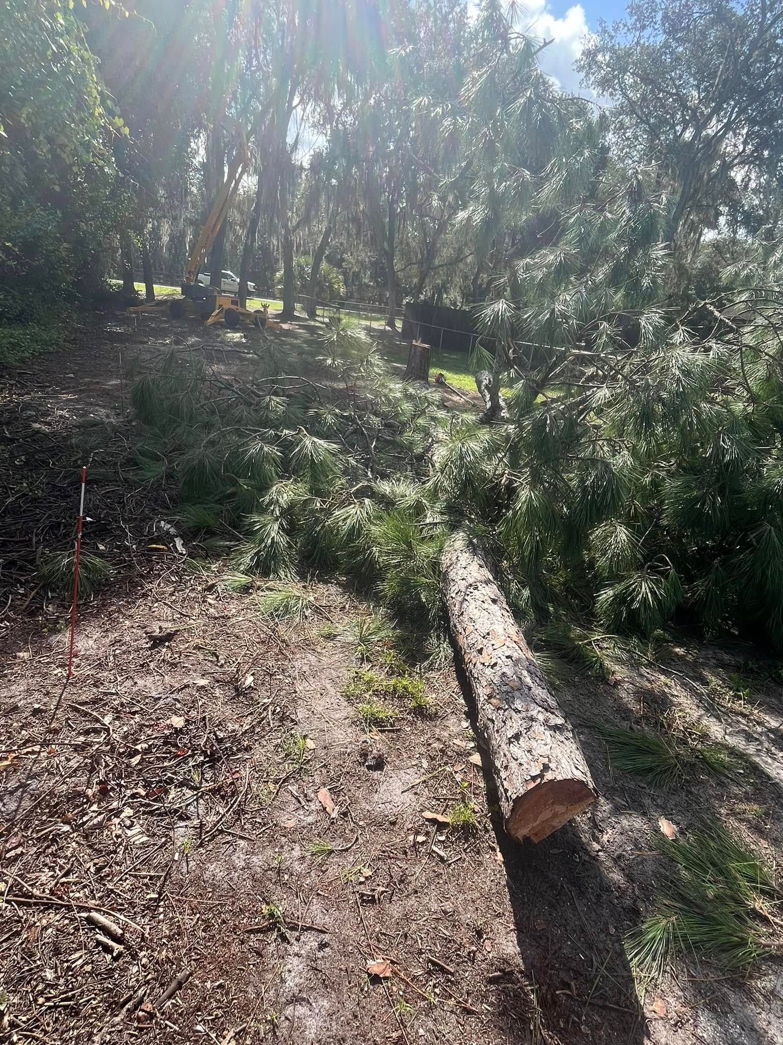Log on a dirt path in a wooded area, sunlight streaming through trees.