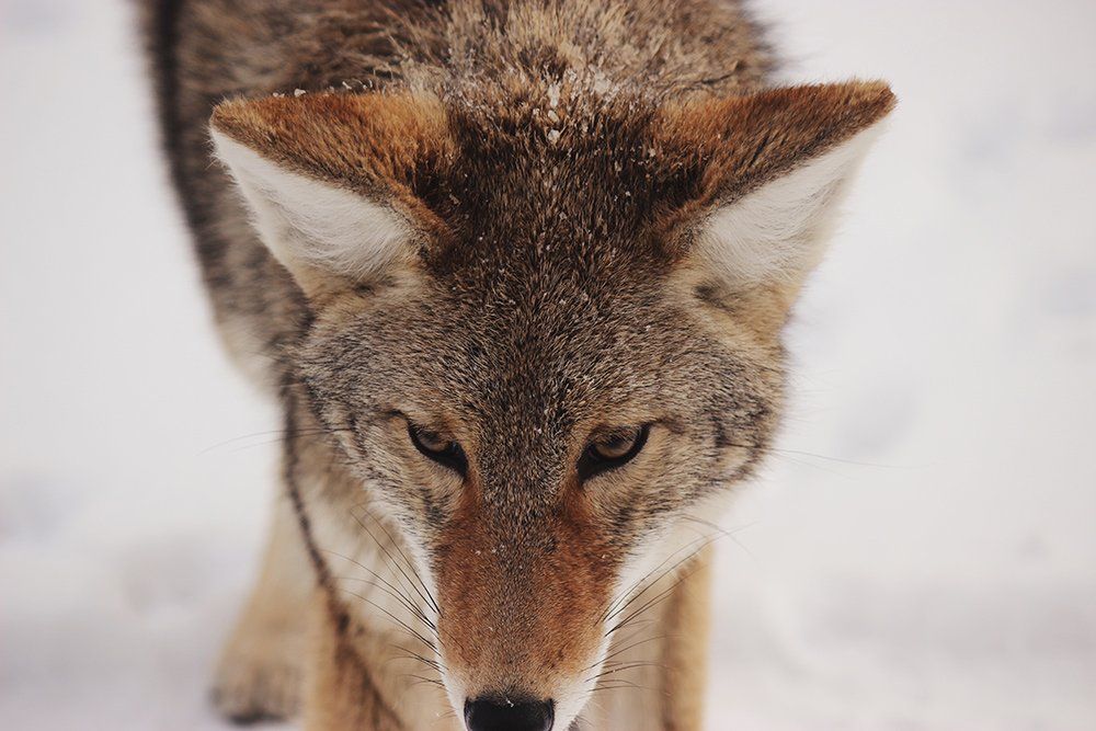 Coyote with intense gaze in snowy environment. Brown fur, alert ears, looking down.